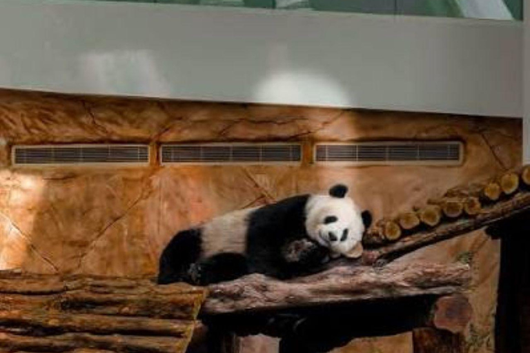 Al Khor: Panda House Visit with Transportation from Doha