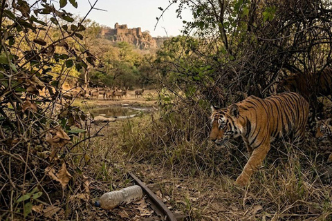 From Delhi: 6-Day Golden Triangle Tour with Ranthambore Tour with 4-Star Accommodation