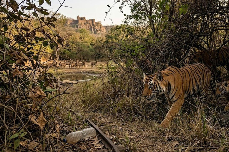 From Delhi: 6-Day Golden Triangle Tour with Ranthambore Tour with 4-Star Accommodation