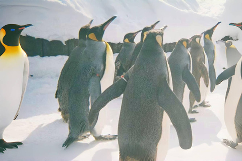 Hokkaido Tour：Asahiyama Zoo &Biei Waterfalls &Ningle Terrace Sapporo TV Tower 1F Information Center Departure