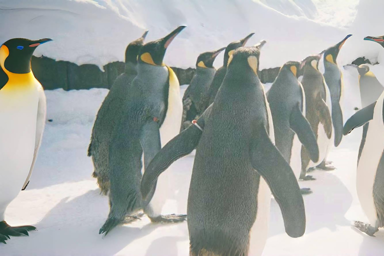 Hokkaido Tour：Asahiyama Zoo &Biei Waterfalls &Ningle Terrace Sapporo TV Tower 1F Information Center Departure