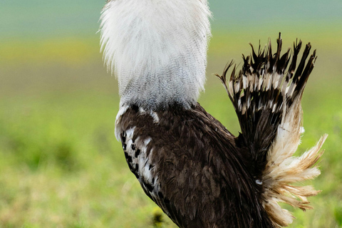 Zanzibar:2-Day Tarangire and Ngorongoro Crater from Zanzibar