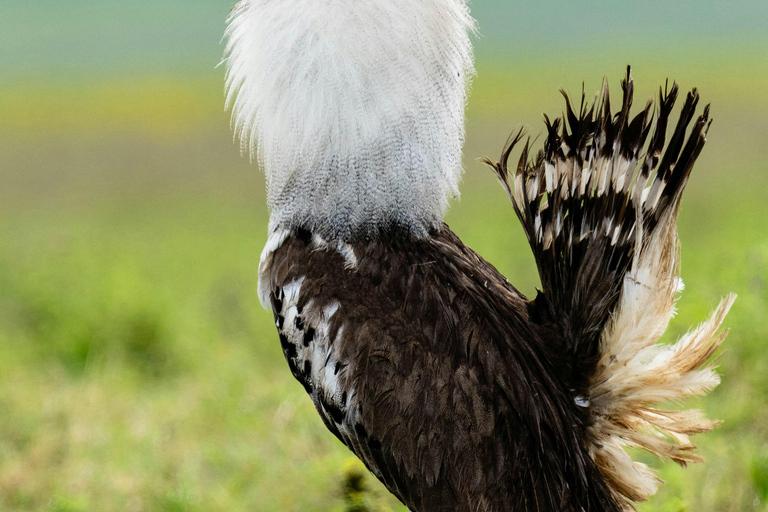 Zanzibar:2-Day Tarangire and Ngorongoro Crater from Zanzibar