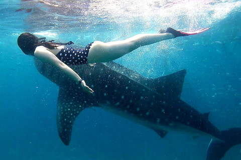 Cebu:Oslob Whale Sharks, Tumalog Falls & Moalboal Snorkeling