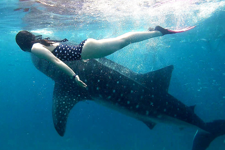 Cebu:Oslob Whale Sharks, Tumalog Falls & Moalboal Snorkeling