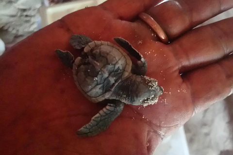 La Romana: rejs wycieczkowy na wyspę Saona z lunchemLa Romana: Rejs wycieczkowy na wyspę Saona z lunchem