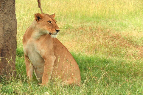 Nairobi: Ol Pejeta Conservancy Day Trip with Game Drive