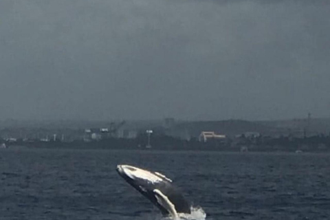 Oahu : Voile pour les baleines