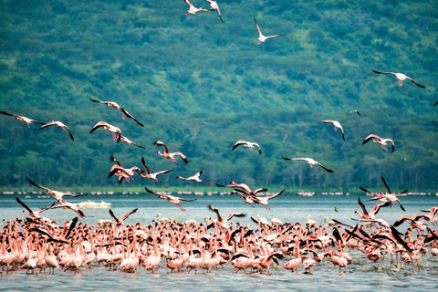 Nairobi: Lake Nakuru National Park and Lake Naivasha Tour