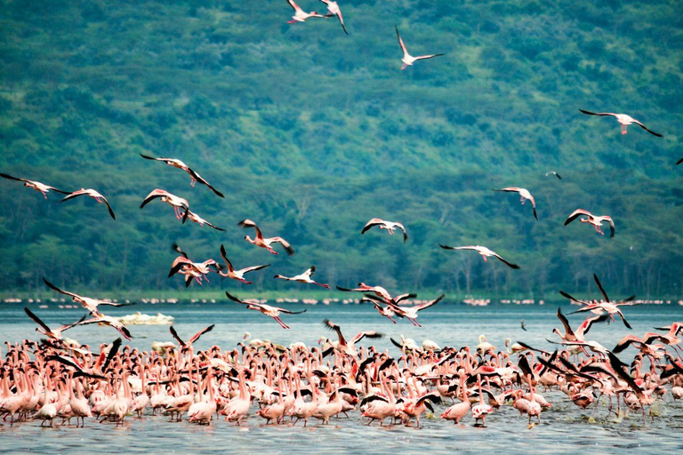 Nairobi: Lake Nakuru National Park and Lake Naivasha Tour