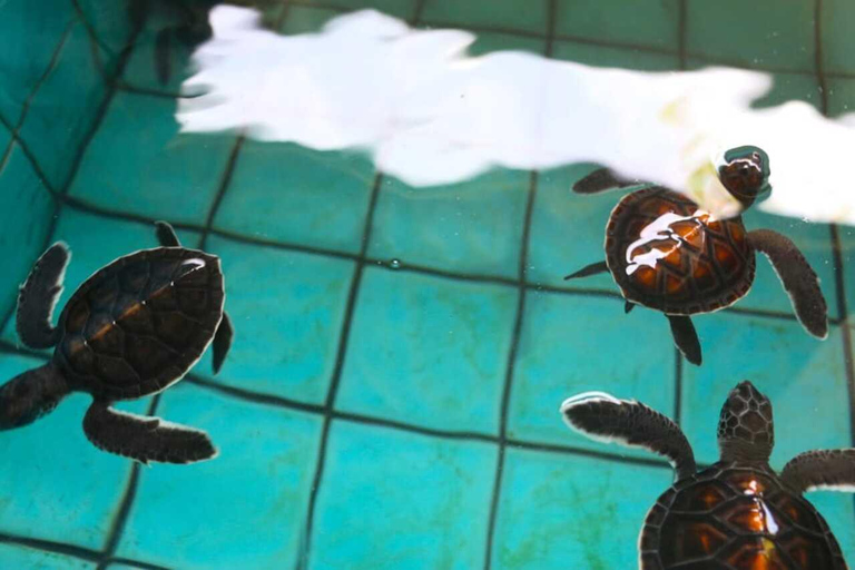 Khao Lak : Rafting, bain d&#039;éléphant et visite du centre des tortues de merVisite privée