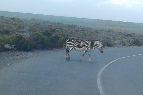 Città del Capo: Tour di un giorno con safari e terre dei vini