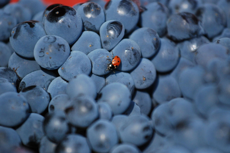 Casalnoceto: Winery Tour with Wine Tasting & Local Food Winery Visit in Alessandria - Italiano