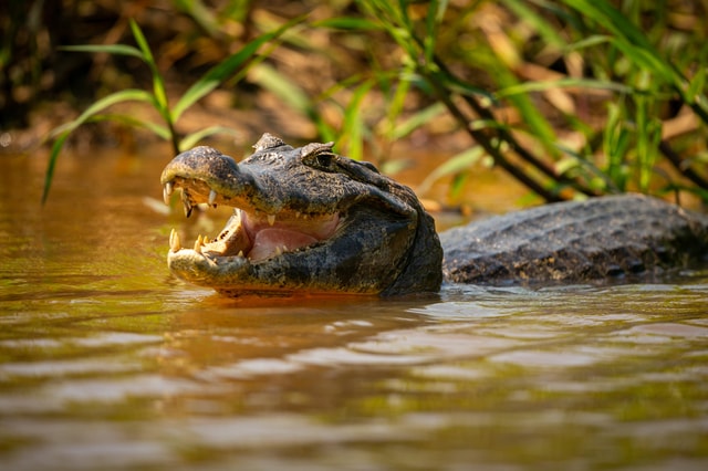 Sri Lanka: 9-Day Crocodile, Leopard & Elephant Safari Tour