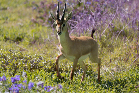 2 jours 1 nuit parc national Nyerere depuis Zanzibar par vol