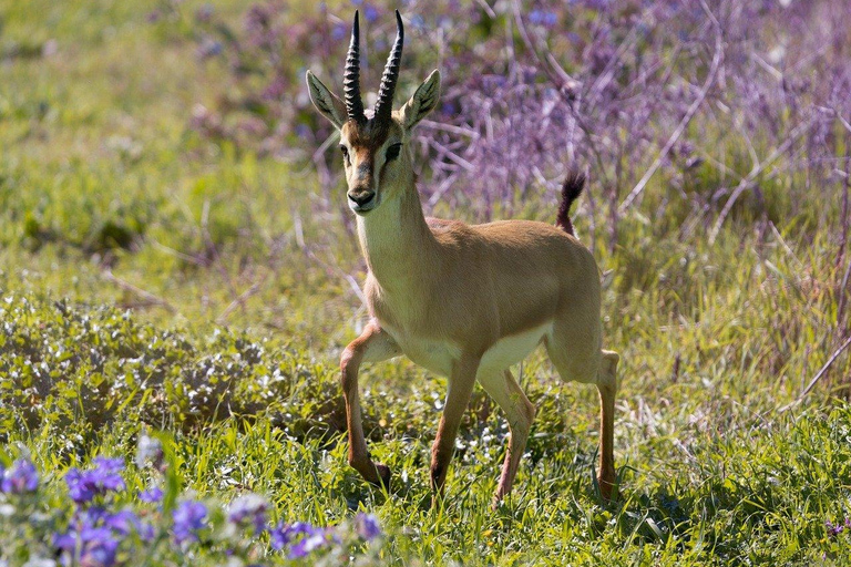 2 jours 1 nuit parc national Nyerere depuis Zanzibar par vol