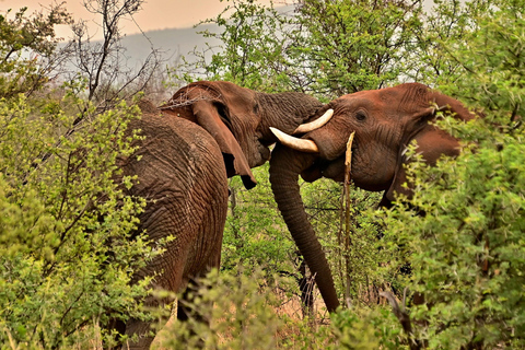 Från Cochin: Thekkady 2-dagars tur med jeepsafari