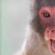 Nagano: Snow Monkeys & Togakushi Shrine Two-Spot in-One Day