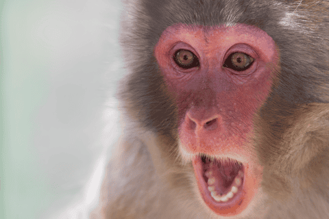 Nagano: Snow Monkeys & Togakushi Shrine Two-Spot in-One Day
