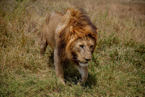 Arusha: Ngorongoro Crater Day Trip – Big Five Safari