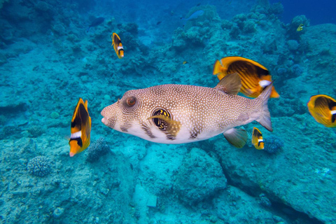 Marsa Alam: Dolphin House Adventure at Shaab Samadai Reef