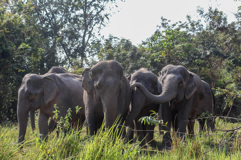 Kulen Elephant Forest i jezioro TonlesapKulen Elephant Forest przez Sharing Group Tours