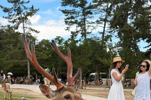 Kyoto & Nara: Private Guided Tour on Green Licensed Alphard