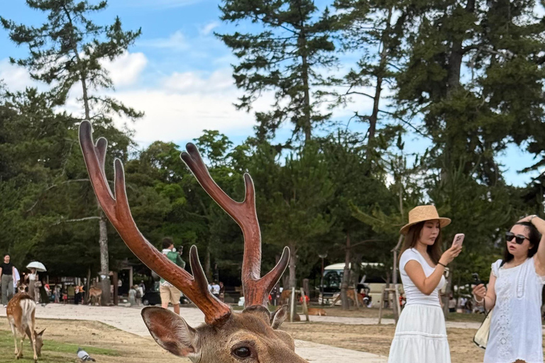 Kyoto & Nara: Private Guided Tour on Green Licensed Alphard