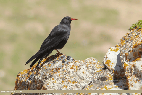 Vogelbeobachtung in Äthiopien: 14 Tage