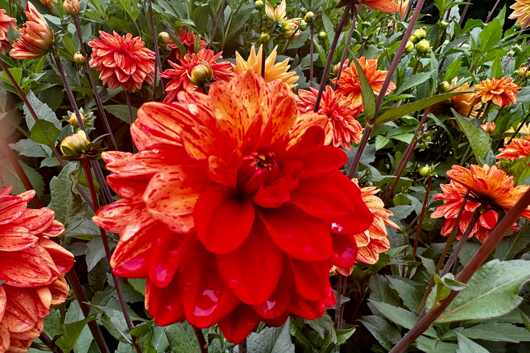 Région des bulbes : Tour cycliste des dahlias