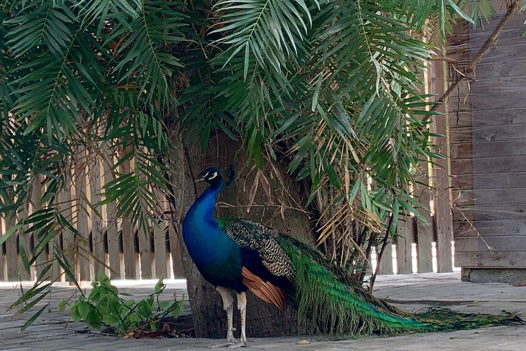 CARTAGENA: EXCURSION Baru + Rosary Island + Luminous Plankton + lunch