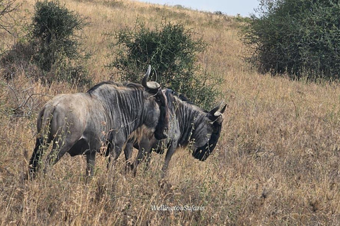 Nairobi National Park Half Day Guided Safaris in 4x4 Vehicle Private Half Day Guided Safaris in 4x4 Open roofed Van