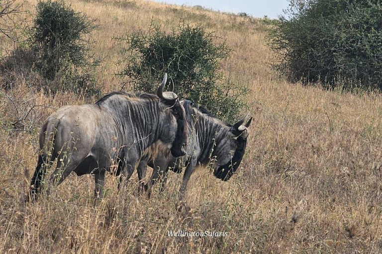 Nairobi National Park Half Day Guided Safaris in 4x4 Vehicle Private Half Day Guided Safaris in 4x4 Open roofed Van