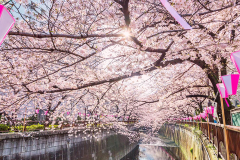 Cherry Blossom Seasonal Special: Classic Tokyo Day Tour Includes beef set meal