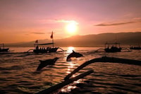 Lovina/Bali, Watching dolphin, Swimming & Snorkeling tickets - Housity