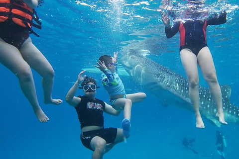Cebu: Oslob Whale Sharks, Kawasan Fall & Moalboal Sardines Join/Shared Tour Option