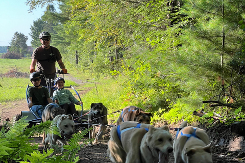 St-Liguori: Cani-Karting/Hundeschlittenfahrt erleben