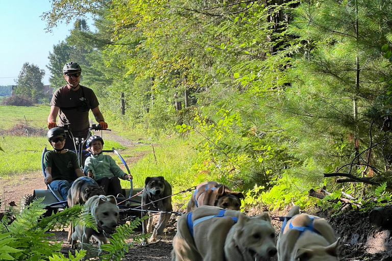 St-Liguori: Cani-Karting/Hundeschlittenfahrt erleben