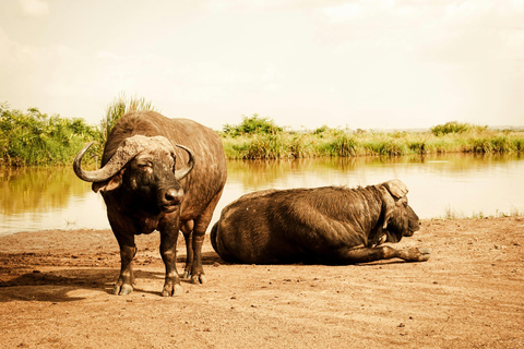 Nairobi: National Park, Karen Blixen Museum & Beads Safari