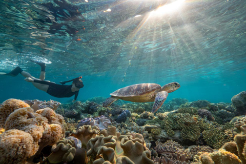 Port Douglas: Daintree Rainforest, Ziplining & Reef - 2 Days Private Double/Twin with Ensuite