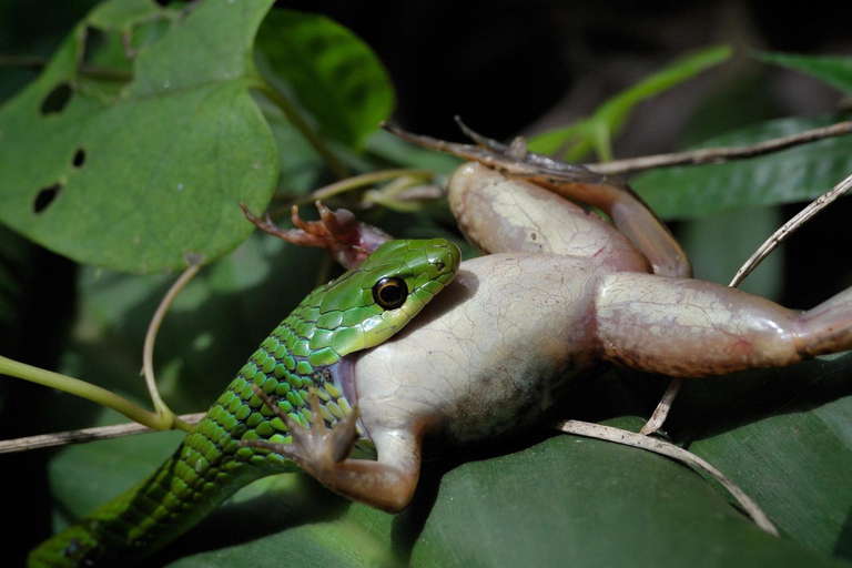 Khao Sok: Private Night Safari Adventure w/ Hotel Transfer Shared Adventure