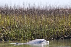 Dolphin & whale watching | Palmetto Bluff things to do in Tybee Island