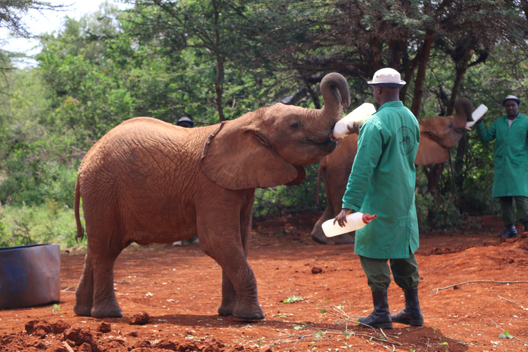 Visit to David Sheldrick Elephant Orphanage