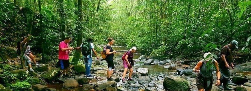 Hiriketiya : excursion guidée dans la forêt tropicale de Sinharaja