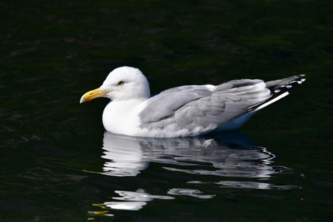 Abisko: Fjord Sightseeing and Photography Tour