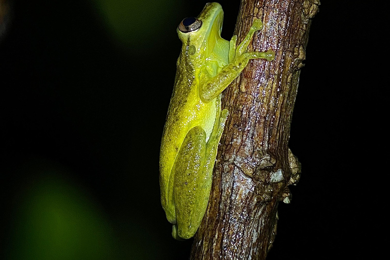 Puerto Jimenez: Jungle Night Walk near Corcovado NP