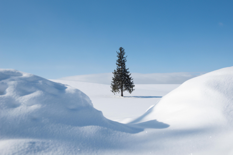 Sapporo: Hokkaido Biei Best 5 Photo Spots Day Tour Shared Tour, Meet at Odori Station