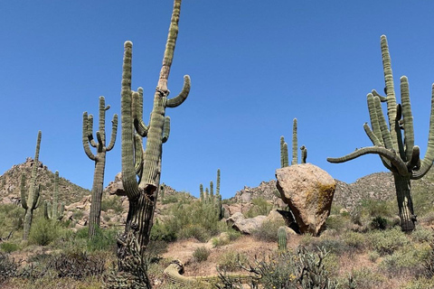 Scottsdale: Guided Mountain Bike Tour through the Desert