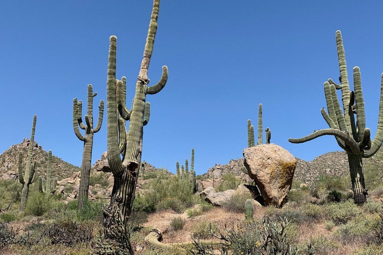 Scottsdale: Guided Mountain Bike Tour through the Desert