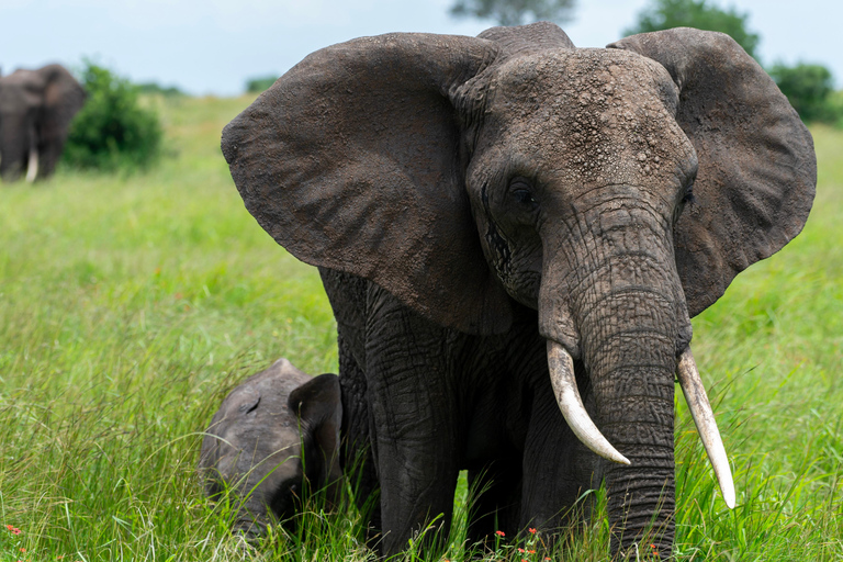 Tansania: 10-tägige Safari, Kultur und Sansibar-Tour